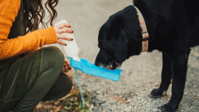 3 in 1 Dog Travel Water Bottle Wholesale: A Game-Changer in Pet Travel Gear