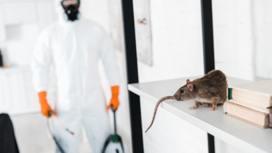 Trusted Exterminators in Chelmsford: Fast, Family-Run Pest Control Services