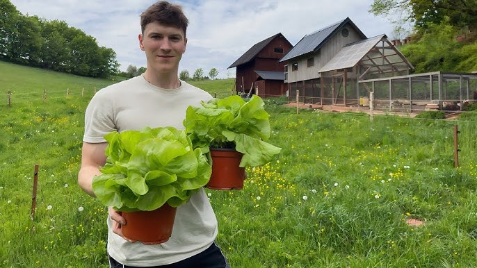 Backyard Farming 101: Growing Your Food at Home