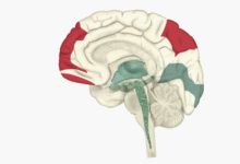 What Happens During REM Sleep? The Science in Simple Terms